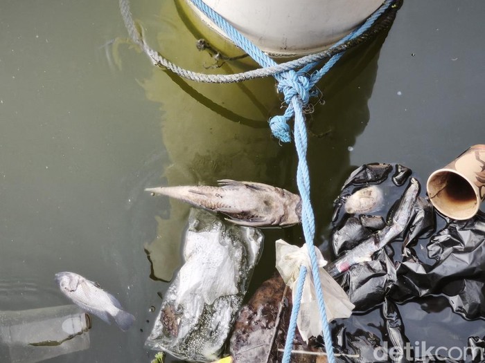 Bangkai ikan sapu-sapu di perairan Polder Tawang, Kecamatan Semarang Utara, Kota Semarang, Senin (20/4/2026).