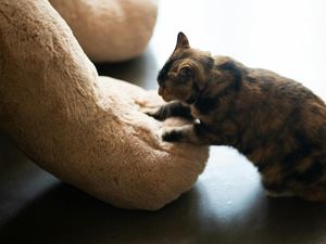 Kucing Pipis di Kasur Begini Cara Membersihkannya Menurut Islam