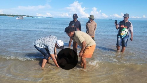 Jenazah pria bernama Siprianus Nenohaefeto (25) saat dievakuai di Pantai Oesapa, Kecamatan Kelapa Lima, Kota Kupang, NTT, Senin (20/4/2026). (Dok. Polsek Kota Lama).