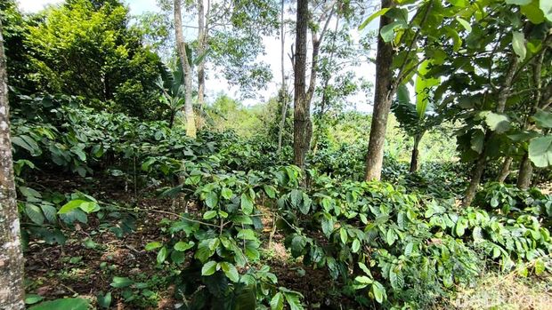 Kopi Karangsari Kuningan