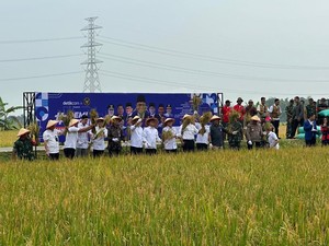 El Nino Ancam Produksi Padi di Jatim, Begini Upaya Pemprov Jatim