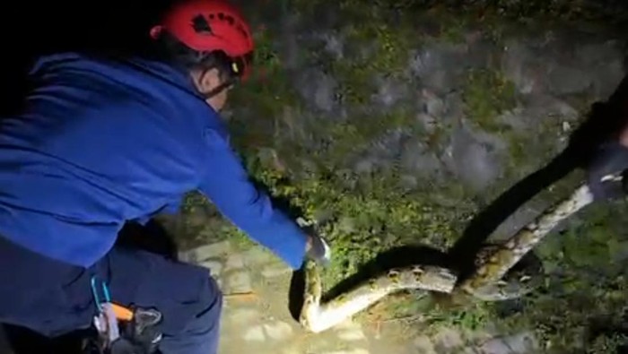 Hiii! Ular Piton 4 Meter Satroni Kos-kosan Banyumanik Semarang