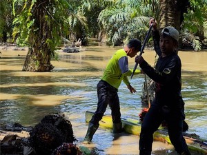 Banjir Berlalu, Petani Sawit Aceh Masih Berjuang Pulihkan Kebun