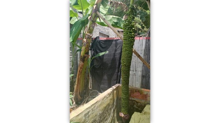 Pohon pisang bertandan 2,5 meter tumbuh di Bone Bolango.