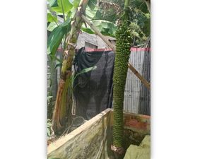 Unik! Pohon Pisang Bertandan 2,5 Meter Tumbuh di Bone Bolango Gorontalo