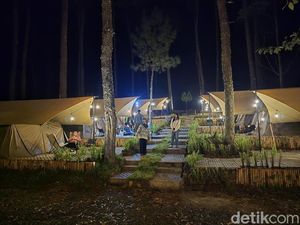 Menikmati Harmoni Alam di Bawah Pohon Pinus Bandung Selatan