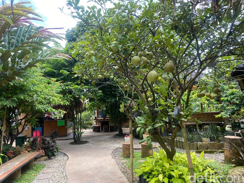Susia Garden: Adem! Makan Bakso Cirawang di Tengah Kebun 'Tersembunyi' di Jaksel Susia Garden: Adem! Makan Bakso Cirawang di Tengah Kebun 'Tersembunyi' di Jaksel