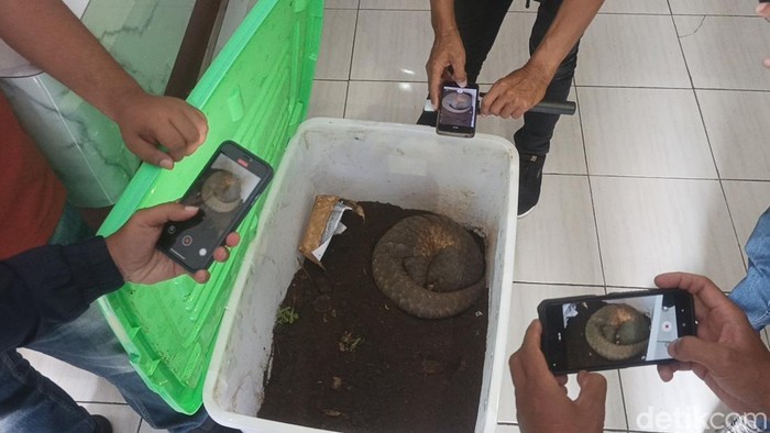 Trenggiling yang hendak dijual oleh dua pria di Karangnunggal, Kabupaten Tasikmalaya