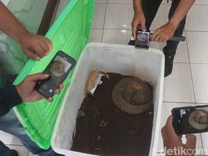 Bisnis Trenggiling di Tasikmalaya Terbongkar, 2 Pria Ditangkap