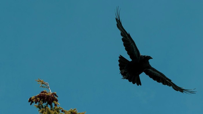 Arti Mitos Burung Gagak Berputar di Atas Rumah, Benarkah Pertanda Kabar Duka?