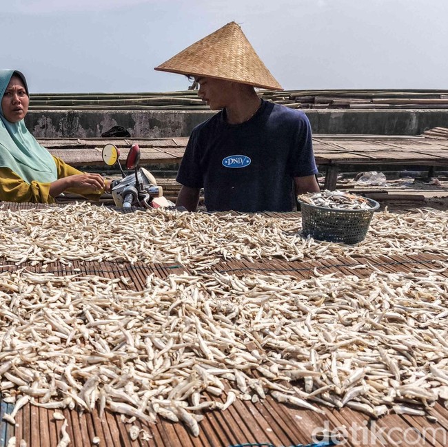 Cuaca Cerah Jaga Harga Ikan Teri Tetap Stabil