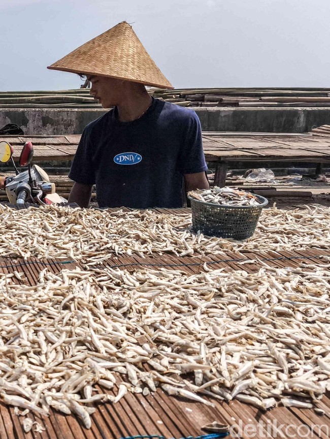 Cuaca Cerah Jaga Harga Ikan Teri Tetap Stabil