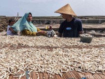 Cuaca Cerah Jaga Harga Ikan Teri Tetap Stabil