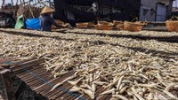 Para nelayan memanfaatkan kondisi cuaca yang cerah untuk mempercepat proses penjemuran. Ikan teri yang baru ditangkap langsung dibersihkan sebelum dijemur agar kualitasnya tetap terjaga. Proses ini membutuhkan ketelitian, karena ikan harus dibolak-balik secara berkala agar kering merata dan tidak menimbulkan bau.