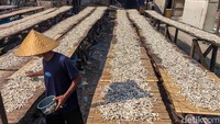 Saat ini, harga ikan teri berada di kisaran Rp45.000 per kilogram dan cenderung stabil. Melimpahnya hasil tangkapan membuat pasokan di pasar tetap terjaga, sehingga tidak terjadi lonjakan harga yang signifikan. Kondisi ini memberikan keuntungan bagi pedagang maupun konsumen.
