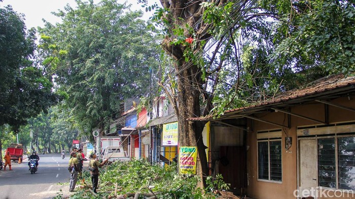 Penebangan pohon rawan tumbang dilakukan Tamhut Jaktim di Pinang Ranti, Jakarta, Selasa (21/4/2026). Upaya ini guna mencegah risiko pohon tumbang yang membahayakan warga.