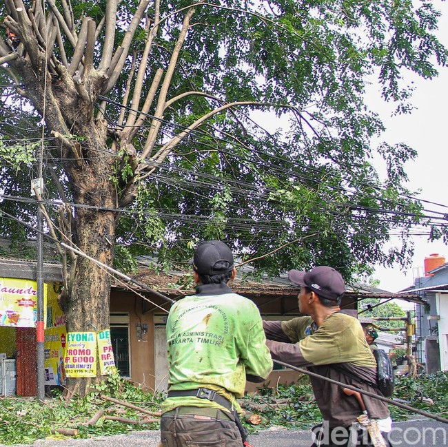 Dinas Tamhut Sisir Pohon Rawan Tumbang di Pinang Ranti