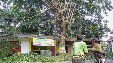 Dinas Tamhut Sisir Pohon Rawan Tumbang di Pinang Ranti