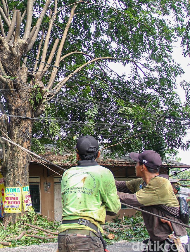 Dinas Tamhut Sisir Pohon Rawan Tumbang di Pinang Ranti