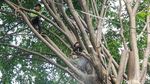 Dinas Tamhut Sisir Pohon Rawan Tumbang di Pinang Ranti