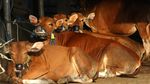 Genjot Populasi Sapi Lokal, Pemerintah Andalkan Inseminasi Buatan
