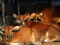 Pernah Sebut 19.000 Sapi Dipotong Tiap Hari untuk MBG, Kepala BGN Klarifikasi