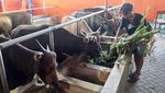Genjot Populasi Sapi Lokal, Pemerintah Andalkan Inseminasi Buatan