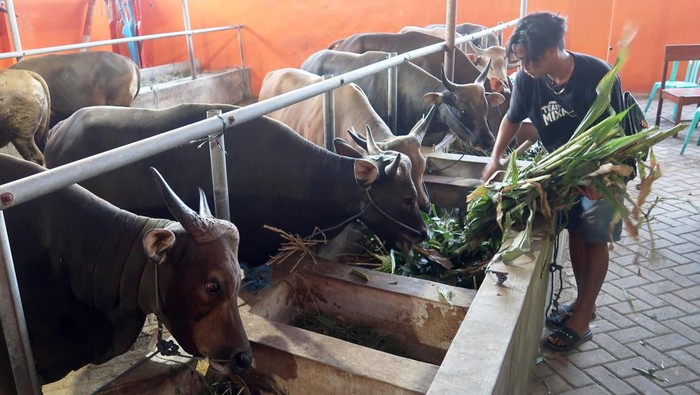 Seorang pemilik menunggang indukan sapi Bali (Bos Javanicus domesticus) di sebuah kandang di Tanjung, Banyuwangi, Jawa Timur, Senin (20/4/2026). Pemerintah terus berupaya meningkatkan populasi sapi dan kerbau lokal melalui penerapan teknologi inseminasi buatan untuk memperbaiki mutu genetik ternak, meningkatkan angka kelahiran dan mencegah penularan penyakit sebagai upaya memenuhi kebutuhan daging sapi dan kerbau Nasional pada 2026 sebesar 964 ribu ton dimana proyeksi produksi saat ini baru mencapai 479 ribu ton. ANTARA FOTO/Budi Candra Setya