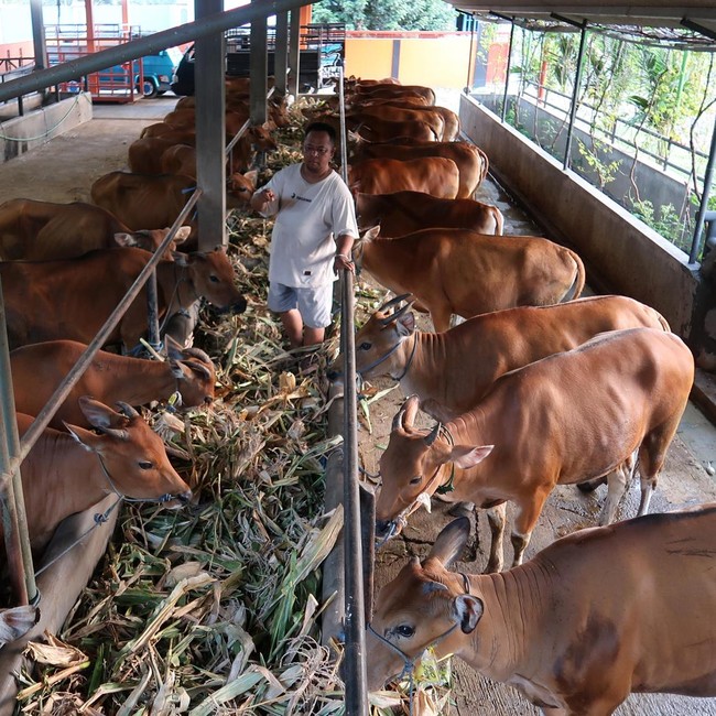 Genjot Populasi Sapi Lokal, Pemerintah Andalkan Inseminasi Buatan