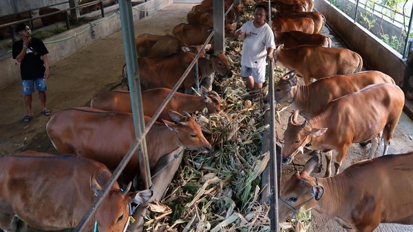 Genjot Populasi Sapi Lokal, Pemerintah Andalkan Inseminasi Buatan