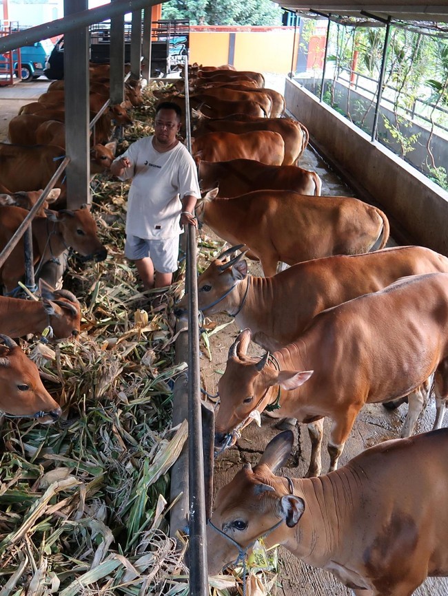 Genjot Populasi Sapi Lokal, Pemerintah Andalkan Inseminasi Buatan