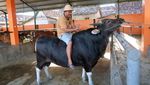 Genjot Populasi Sapi Lokal, Pemerintah Andalkan Inseminasi Buatan