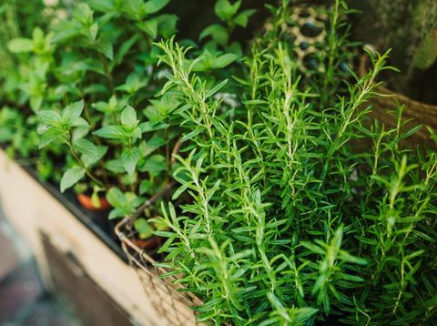 Ilustrasi tanaman Mint dan Rosemary Kitchen herb plants in wooden box. Mixed Green fresh aromatic herbs