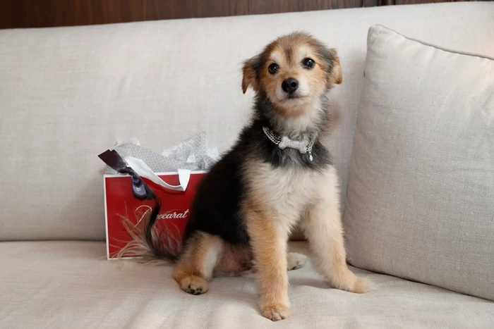 kalung anjing mewah