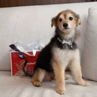 Bukan Untuk Kaum Mendang-mending, Harga Kalung Anjing Ini Capai Rp 2,5 M