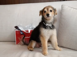 Bukan Untuk Kaum Mendang-mending, Harga Kalung Anjing Ini Capai Rp 2,5 M