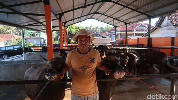 Kandang sapi milik salah satu pengusaha sapi di Banyuwangi dengan stok sapi melimpah