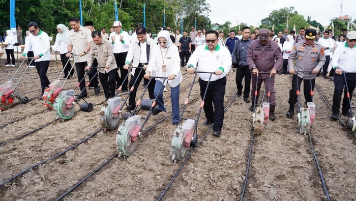Kegiatan tanam jagung dan buah di kawasan Bukit Cinto Kenang, Muaro Jambi