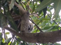 Kuskus Beruang Sulawesi Masuk Permukiman di Barru karena Kelaparan