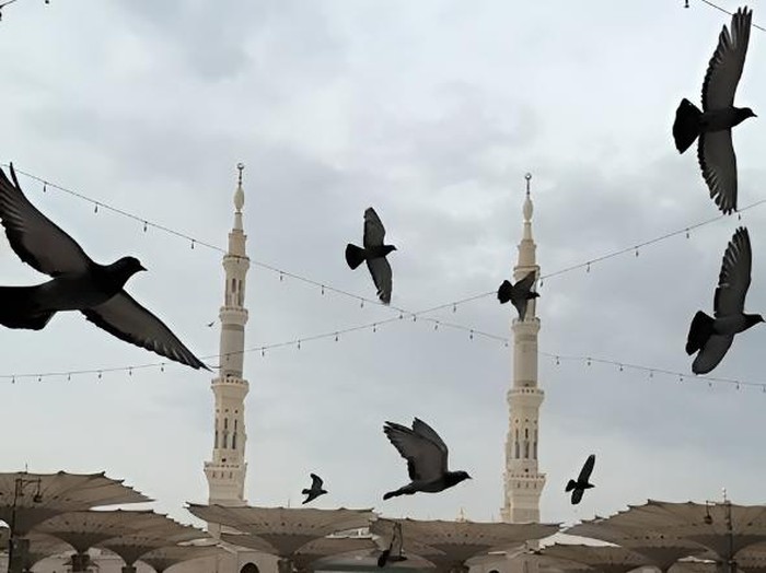 Merpati merpati di Masjid Nabawi