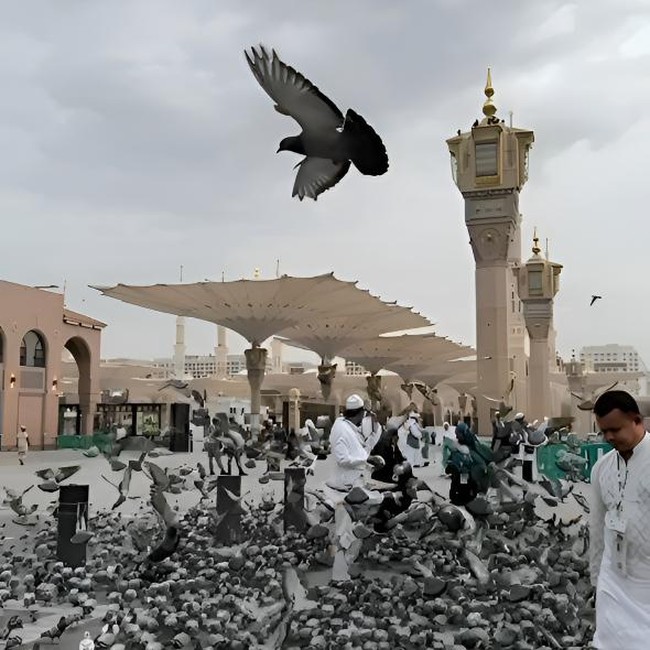 Potret Kesetiaan Merpati di Masjid Nabawi