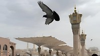 Bagi jemaah haji atau umrah, keberadaan merpati di Masjid Nabawi ini bukan sekadar pemandangan biasa. Mereka adalah saksi bisu atas doa-doa yang terucap di keheningan subuh dan air mata kerinduan yang tumpah di atas sajadah Masjid Nabawi. (Foto: Tri Aljumanto/detikcom)