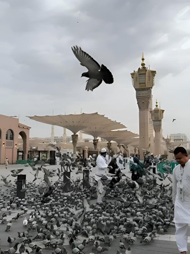 Potret Kesetiaan Merpati di Masjid Nabawi