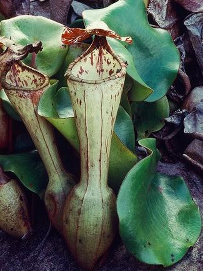 Nepenthes clipeata di Bukit Kelam, Kalimantan Barat.