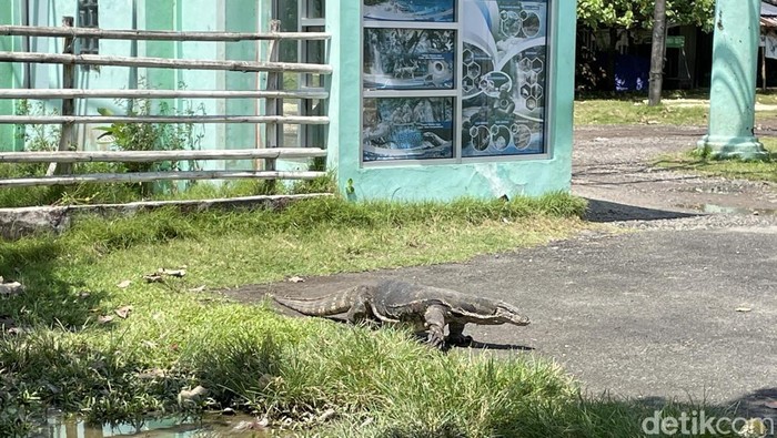 Sukawas, biawak seukuran komodo di Pantai Pangandaran
