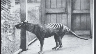 Thylacine: Kepala Serigala, Badan Harimau, Berkantong Mirip Kanguru