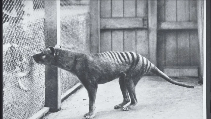 Thylacine atau Harimau Tasmania dikatakan punah pada 1936. Sangat disayangkan apalagi hewan ini memiliki karakteristik unik. Bentuk kepalanya mirip serigala, badannya bergaris layaknya harimau, dan punya kantong seperti kanguru, yang pasti dia termasuk golongan hewan marsupial.