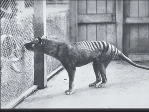 Hewan Ini Punya Kepala Serigala, Tubuh Harimau dan Kantong Kangguru