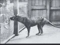 Thylacine: Kepala Serigala, Badan Harimau, Berkantong Mirip Kanguru