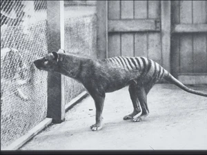 Thylacine: Kepala Serigala, Badan Harimau, Berkantong Mirip Kanguru
